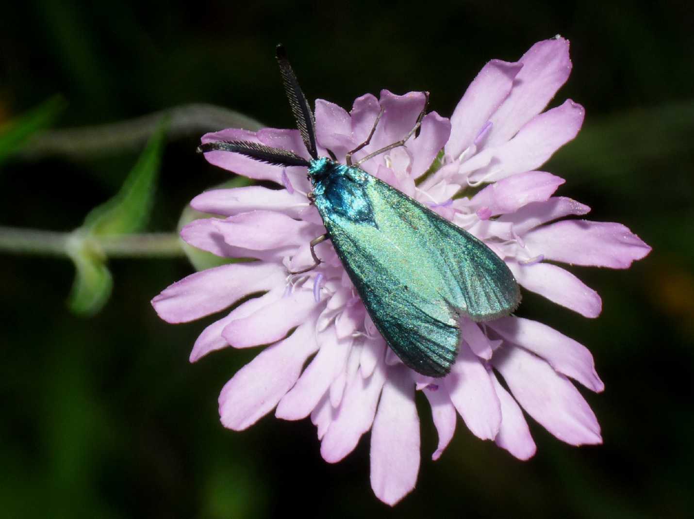 Farfallina di raso